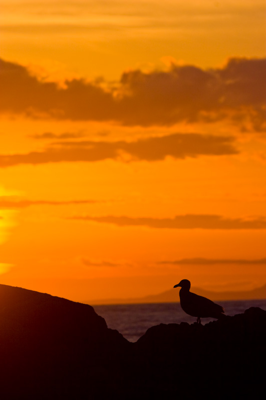 Gull On Rock At Sunset